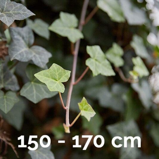 150-170 Hibernica
