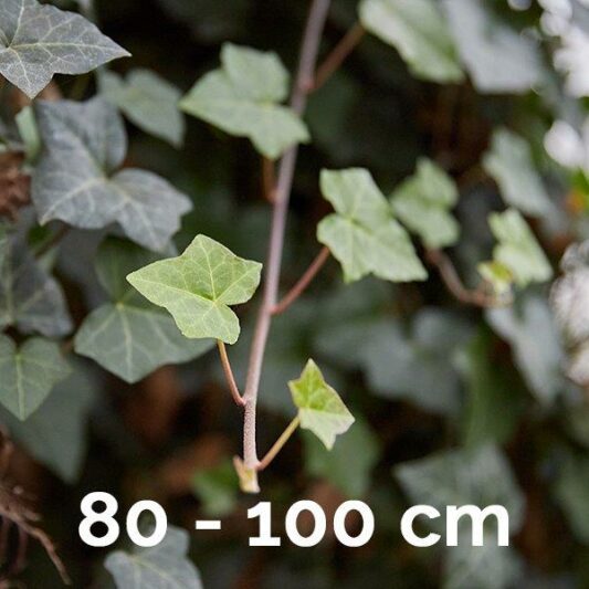 80-100 Hibernica