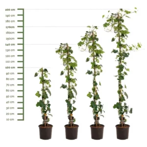Losse Hedera Stokken