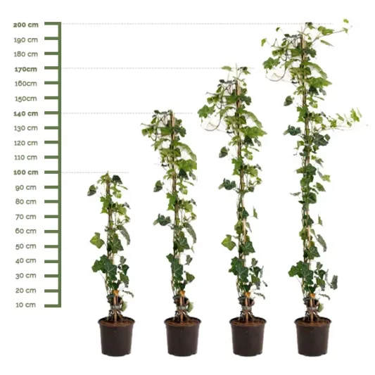 Losse Hedera Stokken