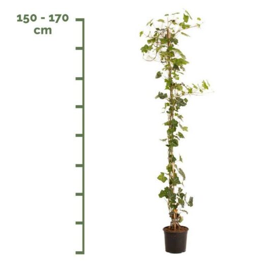 stok 150-170